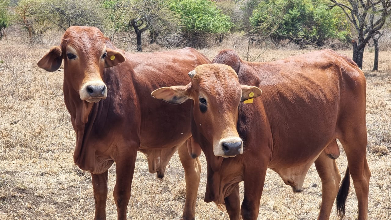 Elongata Enkutoto Development