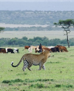 When Conservation Pays: How Lease Payments Are Reshaping Futures in Northern Mara