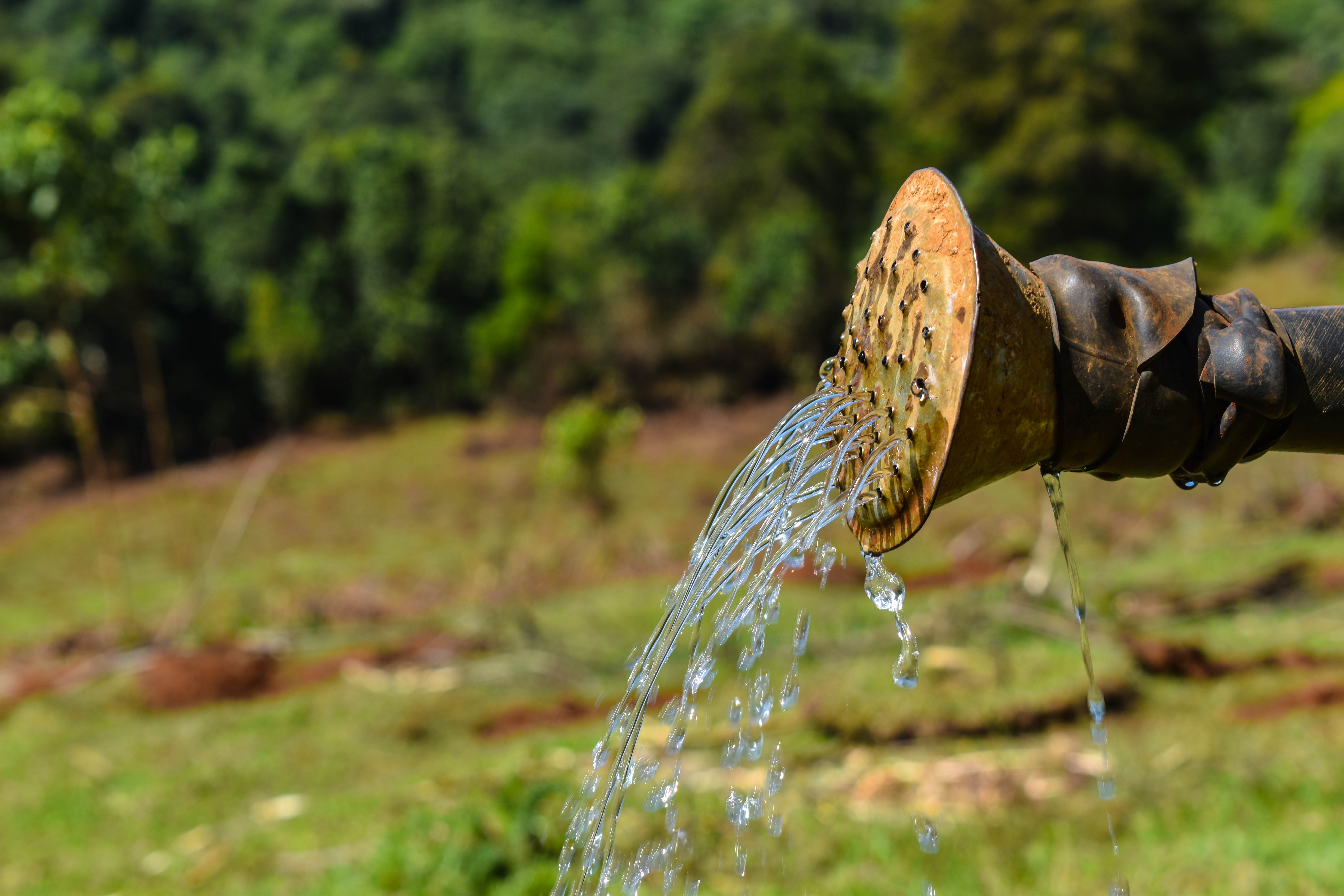 Mau Forest Rehabilitation
