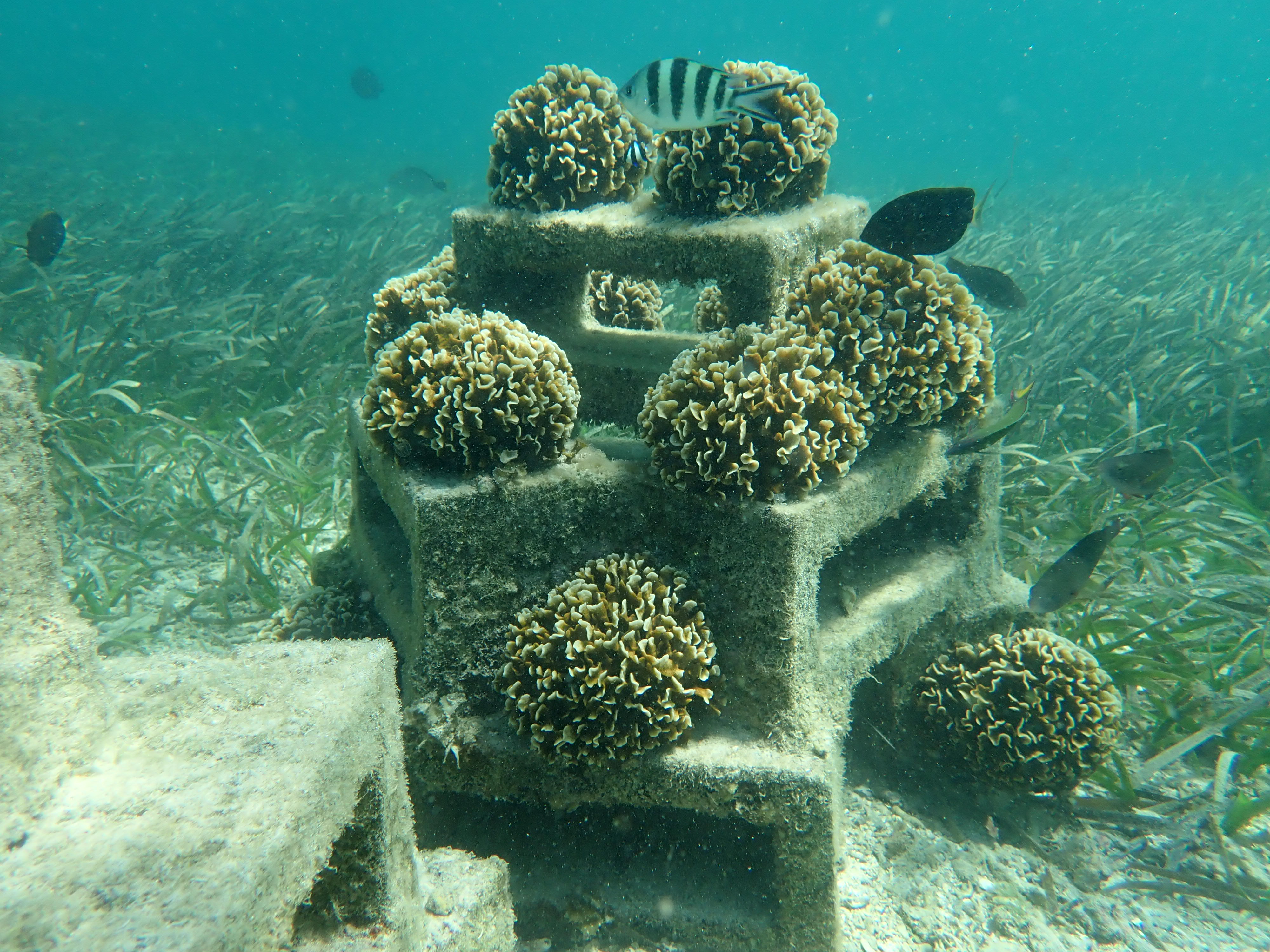 Marine Restoration, Oceans Alive - 2022 Update