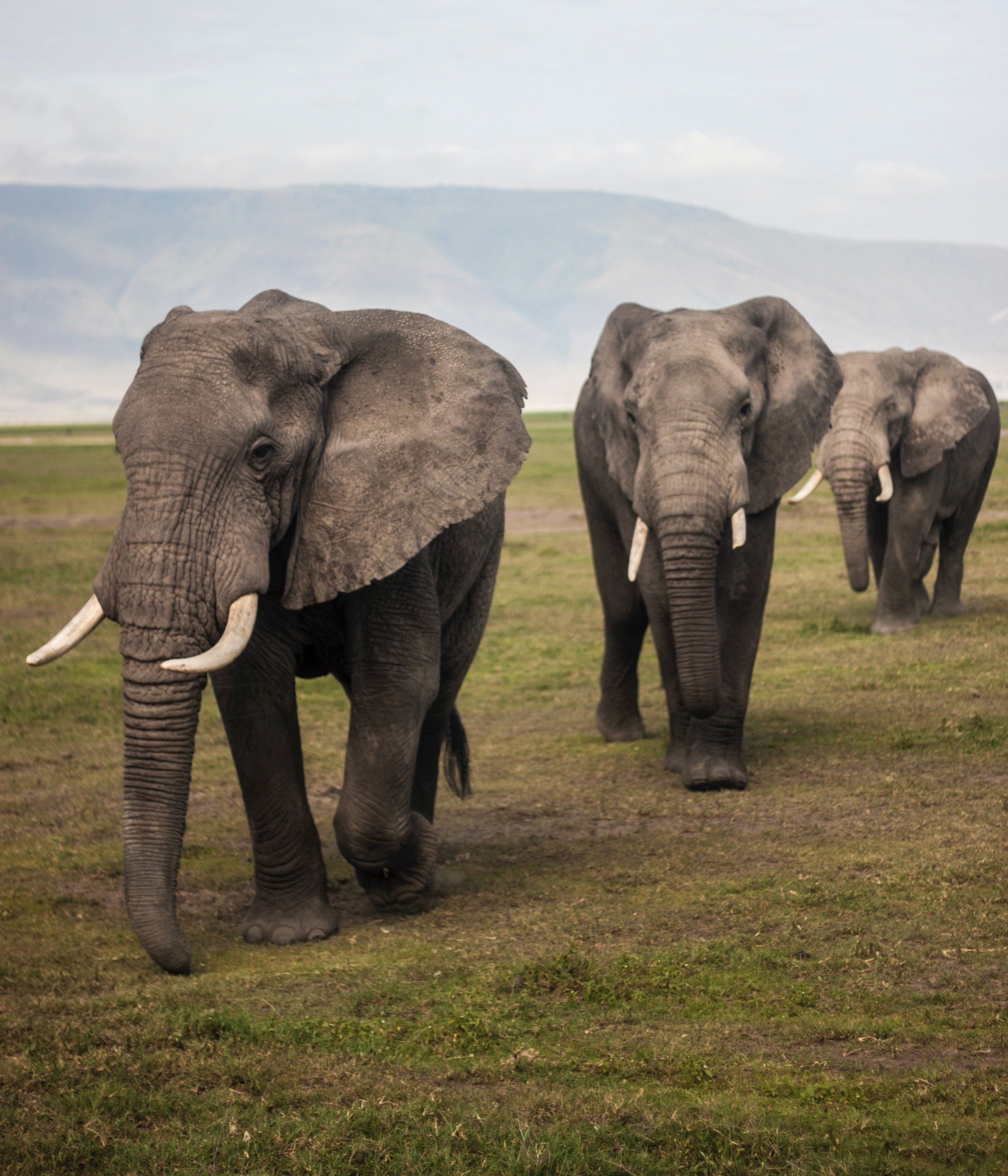 Elephant Fence Restoration