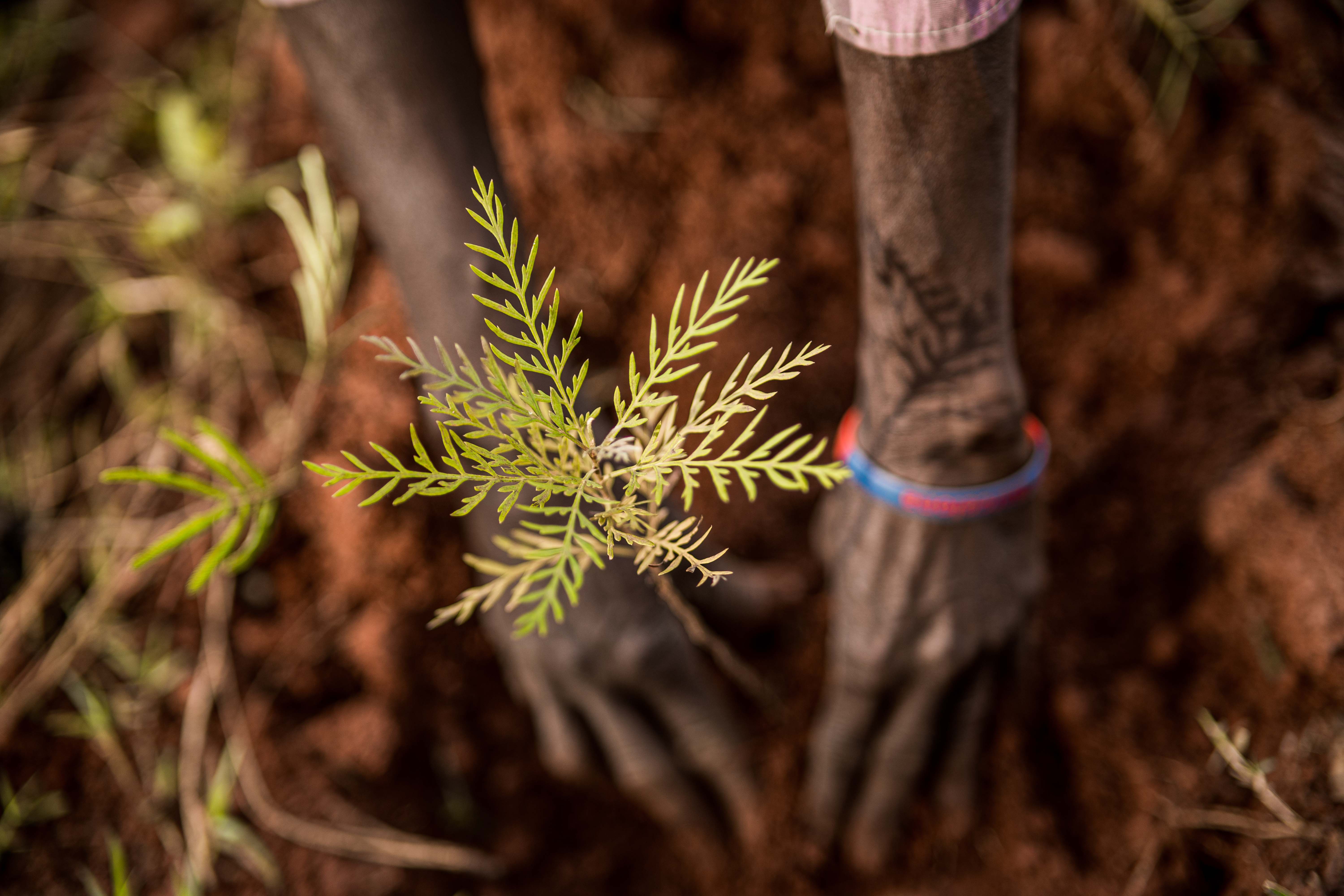 Bubugo Conservation Trust