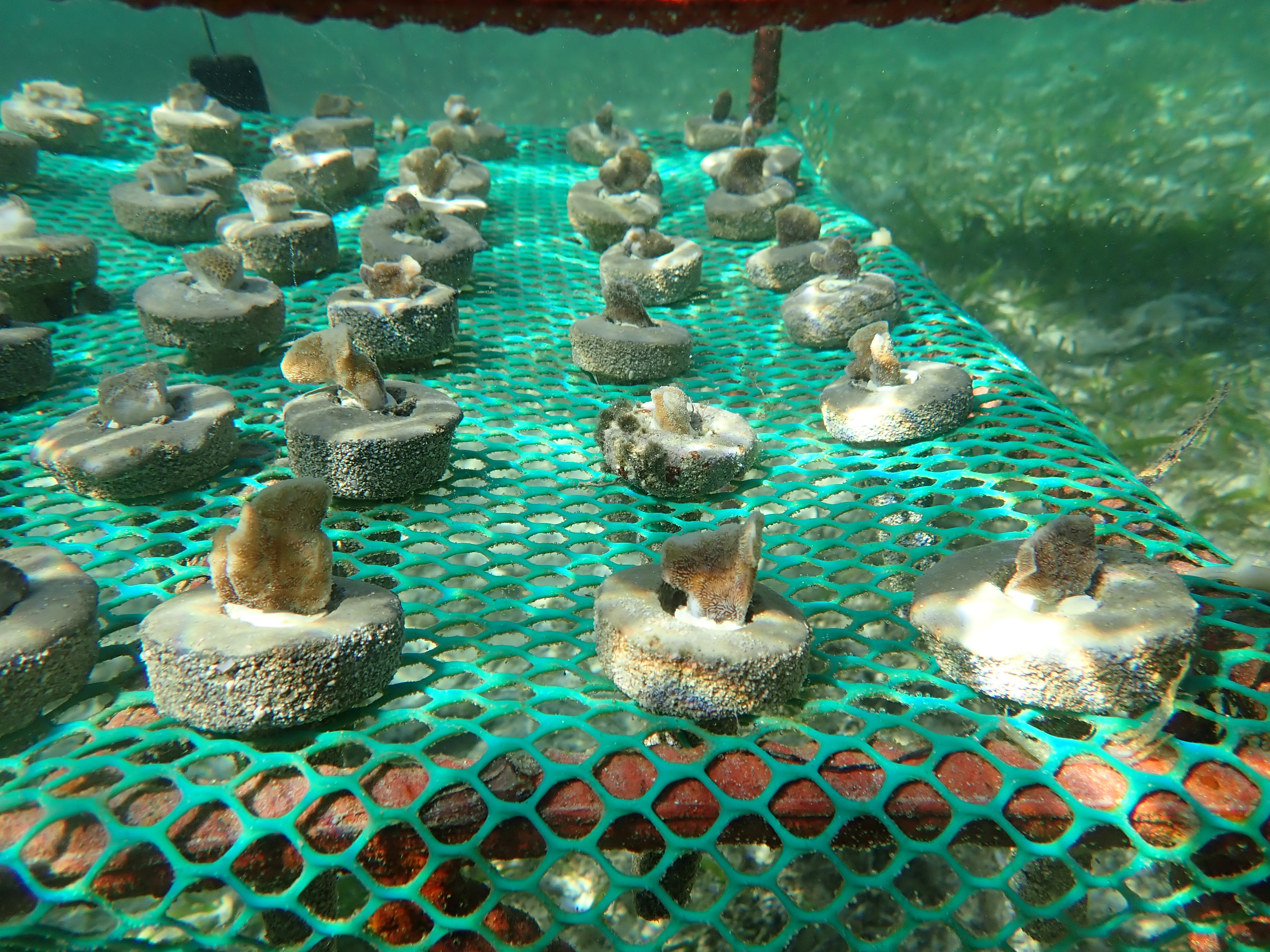 Marine Restoration, Ocean Alive